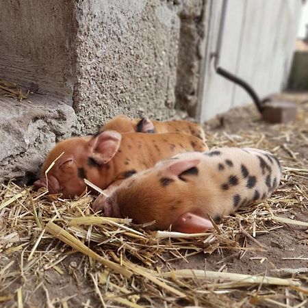 Hannekenbuurs Kleine Kune Kune Farm Apartment Weeze Exterior photo