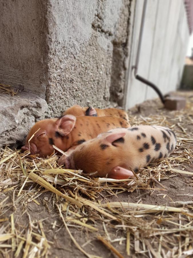 Hannekenbuurs Kleine Kune Kune Farm Apartment Weeze Exterior photo